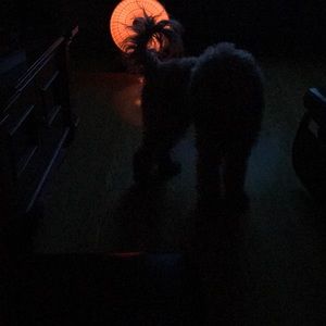 Meet your Posher, Manon